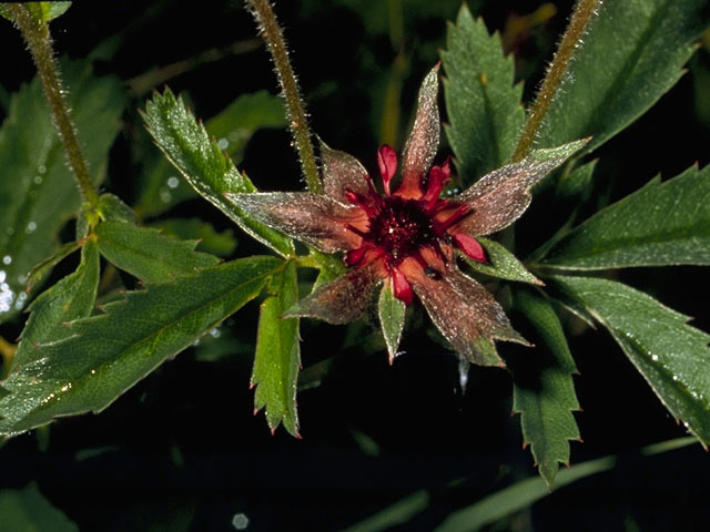 Comarum palustre (Purple cinquefoil) #8280