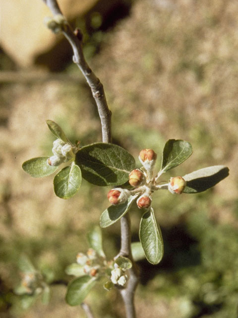 Malus ioensis var. texana (Texas crabapple) #8328