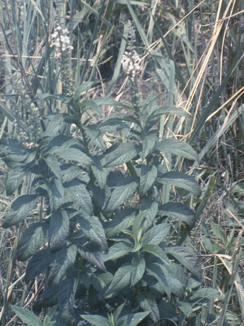 Teucrium canadense (American germander) #8487