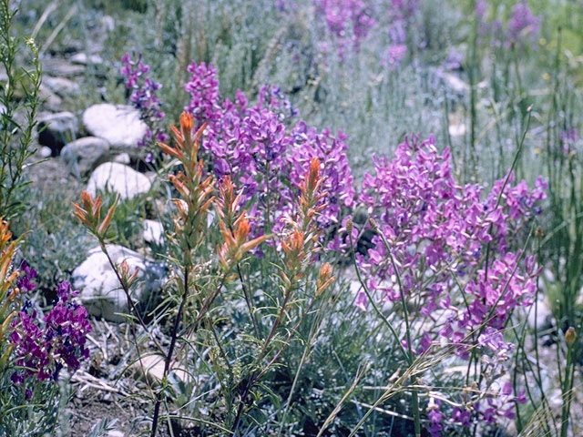 Astragalus tephrodes (Ashen milkvetch) #8525