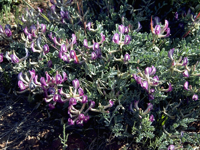 Astragalus zionis (Zion milkvetch) #8527