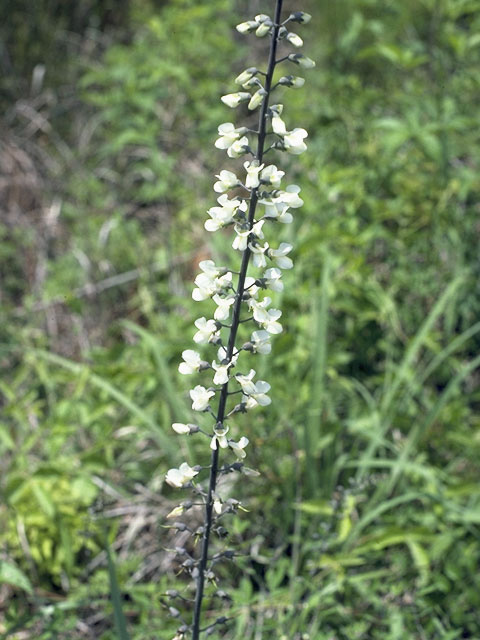 Baptisia alba (White wild indigo) #8529