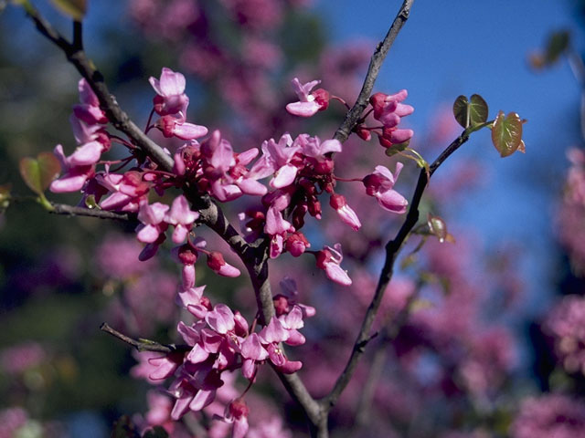 Cercis canadensis (Eastern redbud) #8616