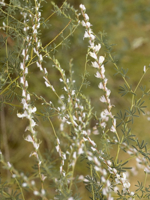 Dalea enneandra (Nine-anther prairie clover) #8644