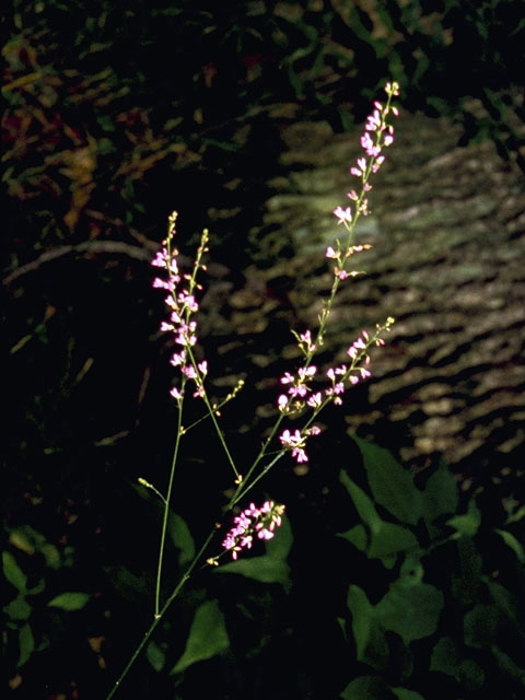 Desmodium nudiflorum (Nakedflower ticktrefoil) #8681