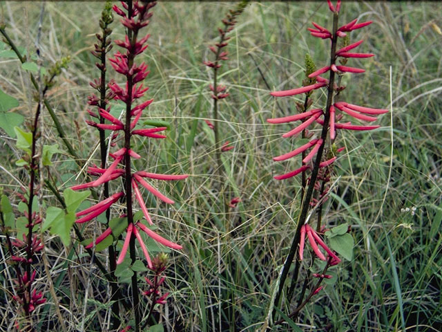 Erythrina herbacea (Coralbean) #8687