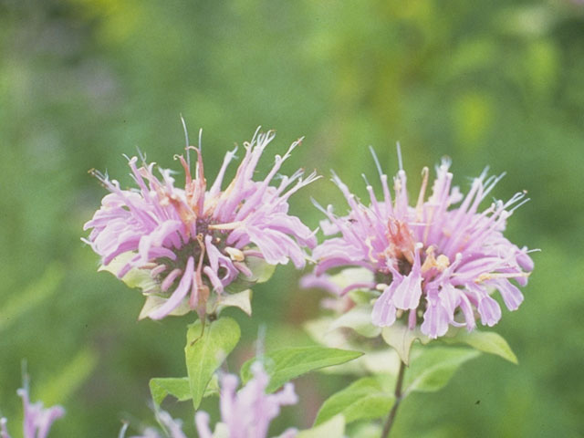 Monarda fistulosa (Wild bergamot) #8852