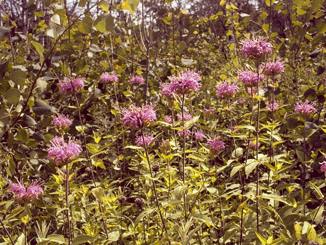 Monarda fistulosa (Wild bergamot) #8853