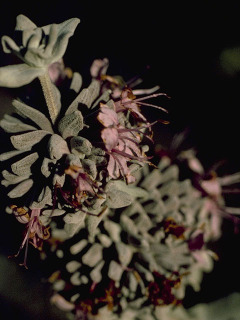 Salvia leucophylla (San luis purple sage) #8879