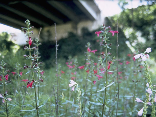 Salvia pentstemonoides (Big red sage) #8890