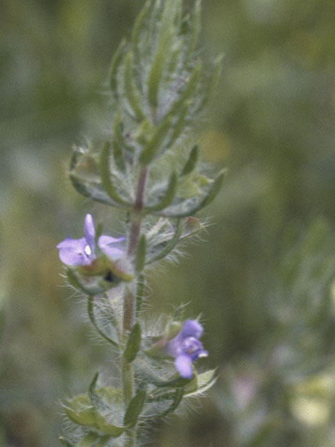 Salvia texana (Texas sage) #8903