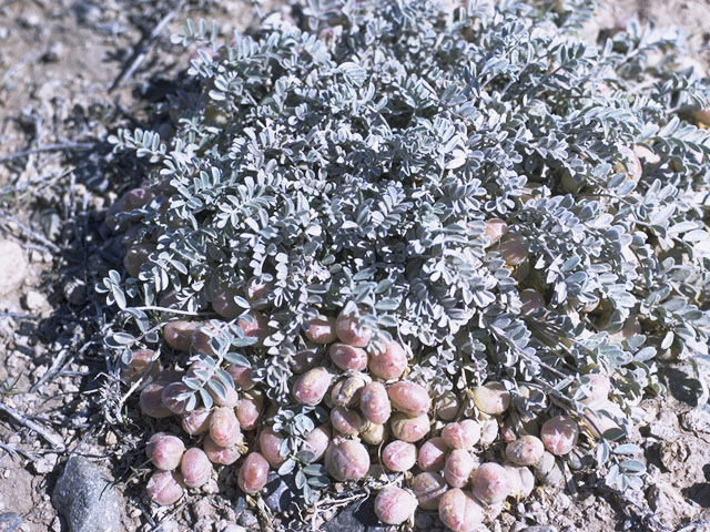 Astragalus accidens (Rogue river milkvetch) #8980