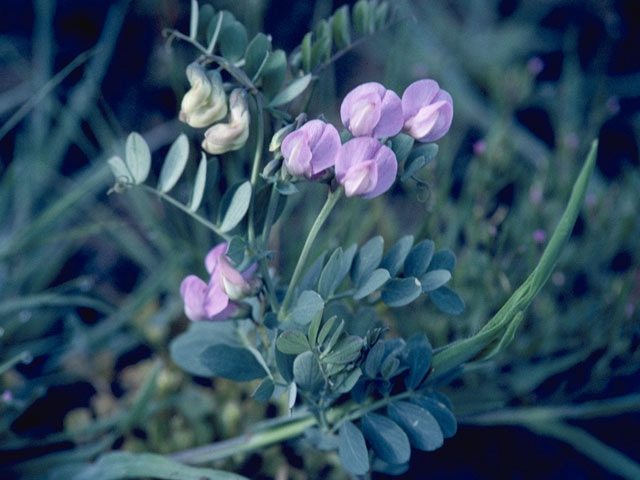 Astragalus chamaeleuce (Cicada milkvetch) #8996