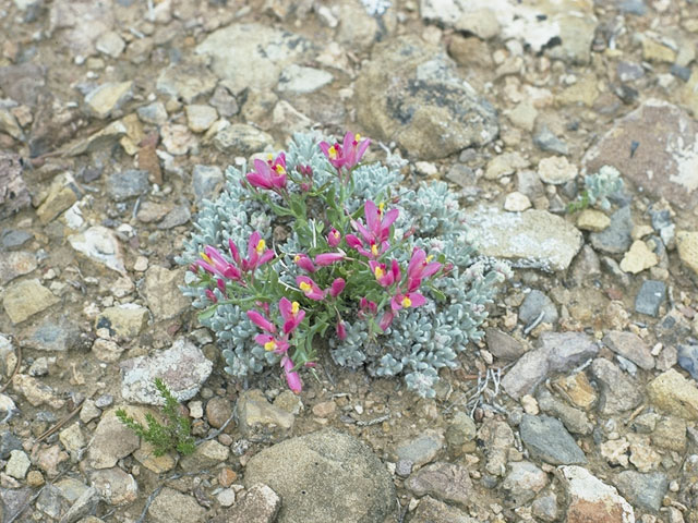 Astragalus inflexus (Bent milkvetch) #9009