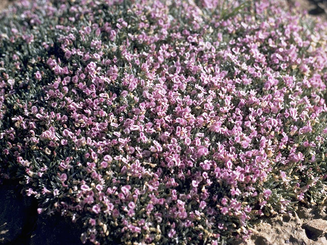 Astragalus kentrophyta (Spiny milkvetch) #9011