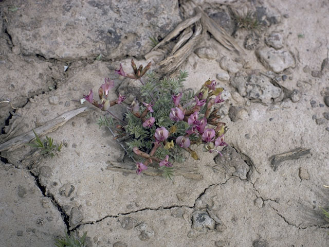 Astragalus newberryi (Newberry's milkvetch) #9024