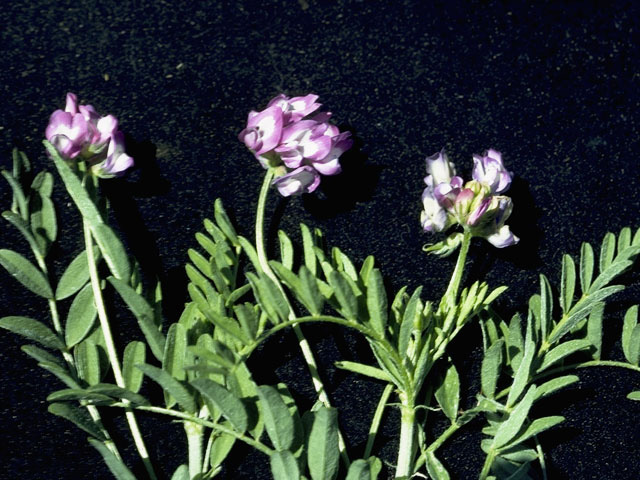 Astragalus nuttallianus (Nuttall's milkvetch) #9028