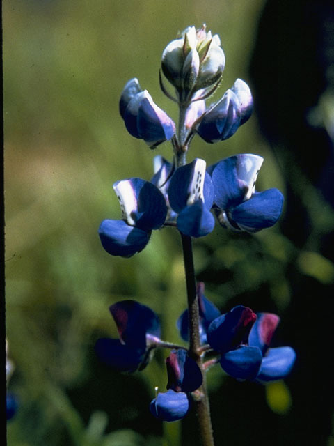 Lupinus nanus (Ocean-blue lupine) #9064