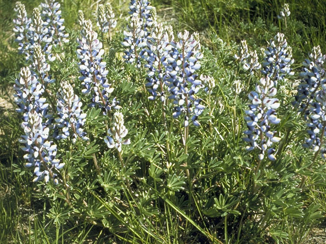 Lupinus plattensis (Nebraska lupine) #9076