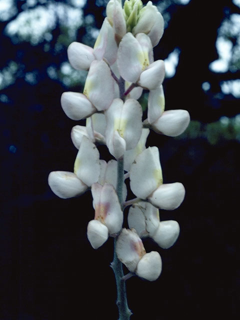 Lupinus texensis (Texas bluebonnet) #9105