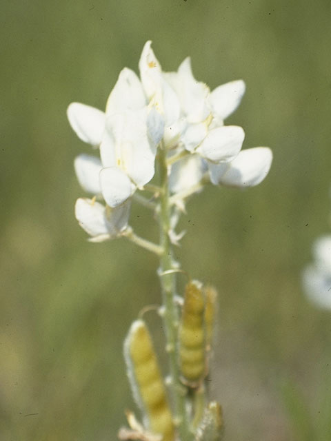 Lupinus texensis (Texas bluebonnet) #9109