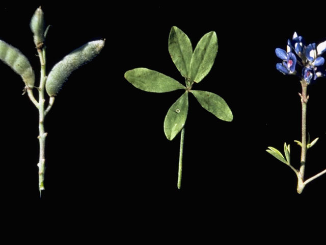 Lupinus texensis (Texas bluebonnet) #9117