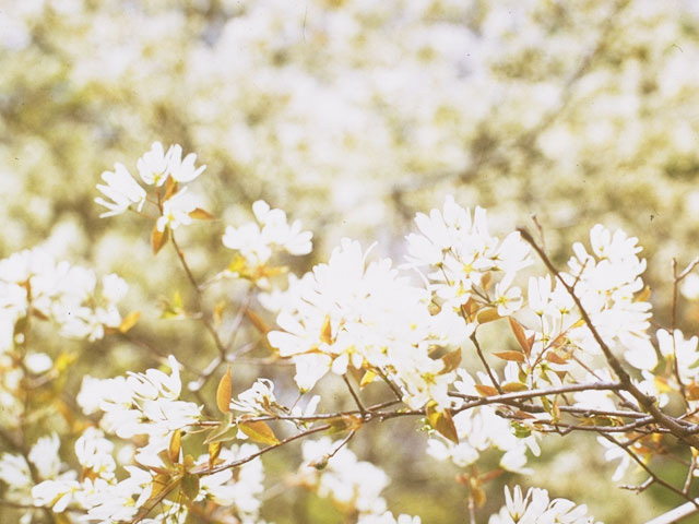 Amelanchier canadensis (Canadian serviceberry) #9155