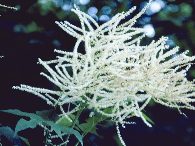 Aruncus dioicus (Bride's feathers) #9161