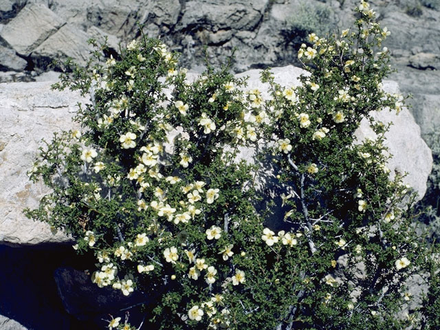 Purshia stansburiana (Stansbury cliffrose) #9172