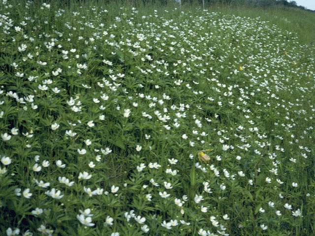 Anemone canadensis (Canadian anemone) #9224