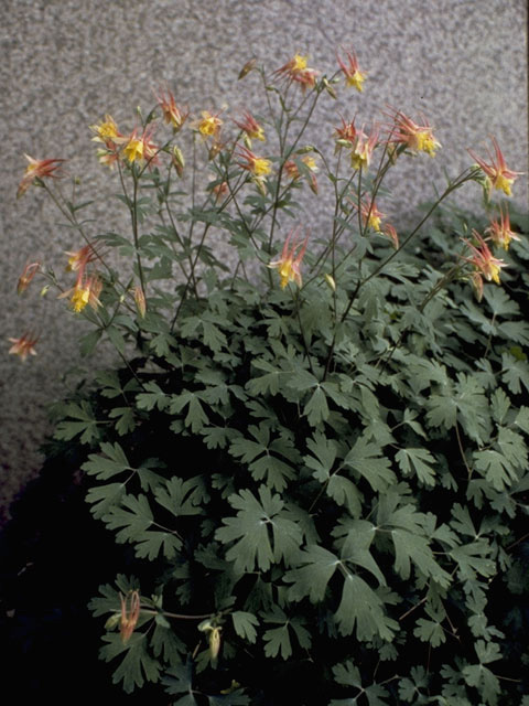 Aquilegia canadensis (Eastern red columbine) #9253