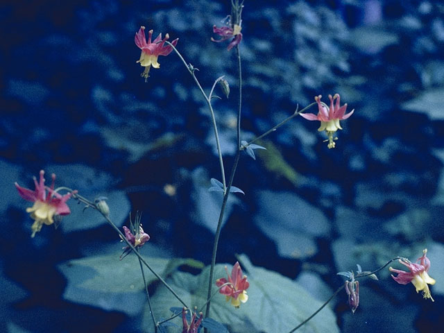 Aquilegia elegantula (Western red columbine) #9272