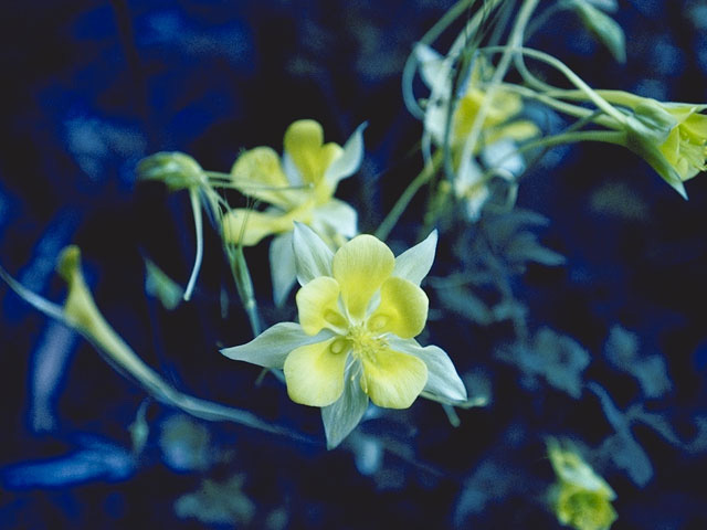 Aquilegia longissima (Longspur columbine) #9292