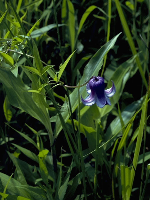 Clematis crispa (Swamp leatherflower) #9324