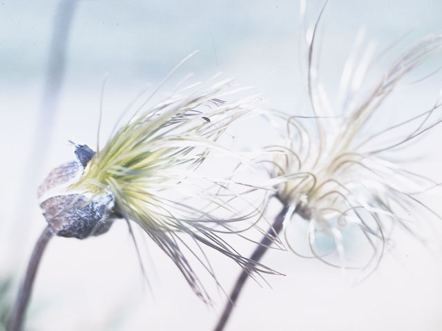 Clematis hirsutissima (Hairy clematis) #9337