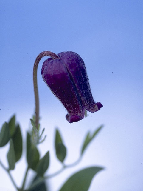 Clematis hirsutissima (Hairy clematis) #9340