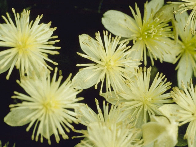 Clematis lasiantha (Pipestem clematis) #9343