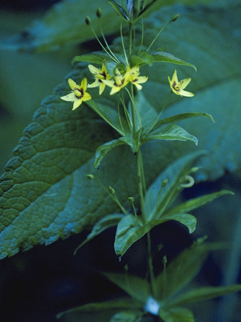 Lysimachia quadrifolia (Whorled yellow loosestrife) #9589