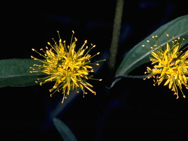 Lysimachia thyrsiflora (Tufted loosestrife) #9599