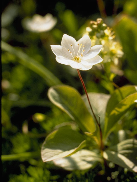 Trientalis europaea ssp. arctica (Arctic starflower) #9629