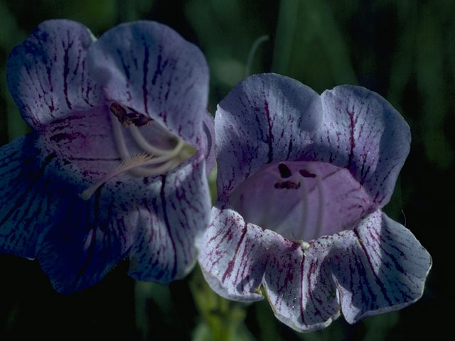 Penstemon cobaea (Prairie penstemon) #9727