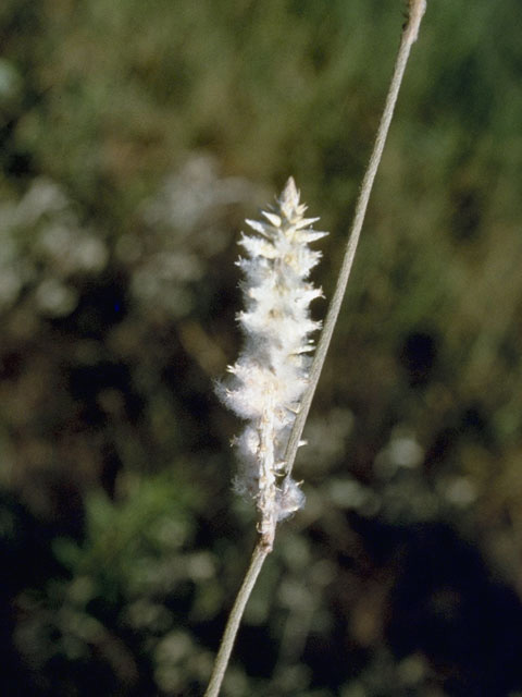 Froelichia floridana (Plains snakecotton) #9813