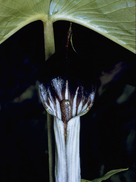 Arisaema triphyllum (Jack in the pulpit) #10044