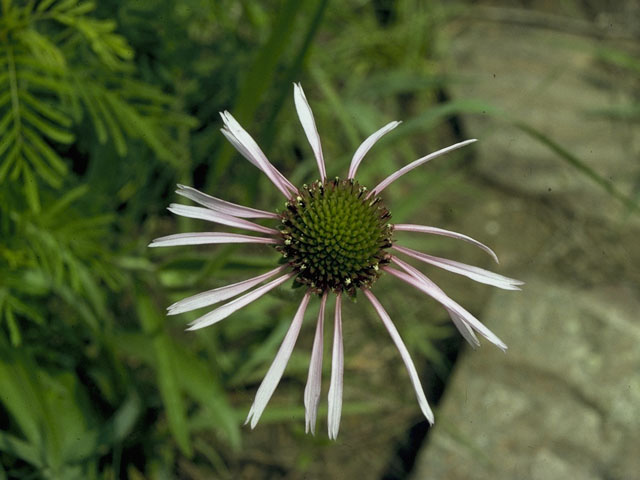 Echinacea pallida (Pale purple coneflower) #10104