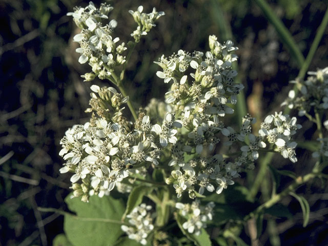 Verbesina virginica (Frostweed) #10151