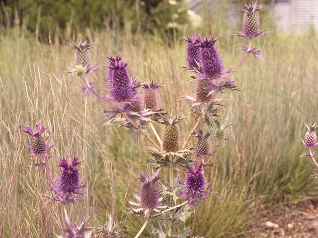 Eryngium leavenworthii (Leavenworth's eryngo) #10165