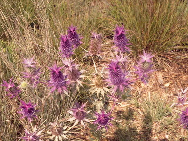 Eryngium leavenworthii (Leavenworth's eryngo) #10166