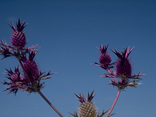 Eryngium leavenworthii (Leavenworth's eryngo) #10167