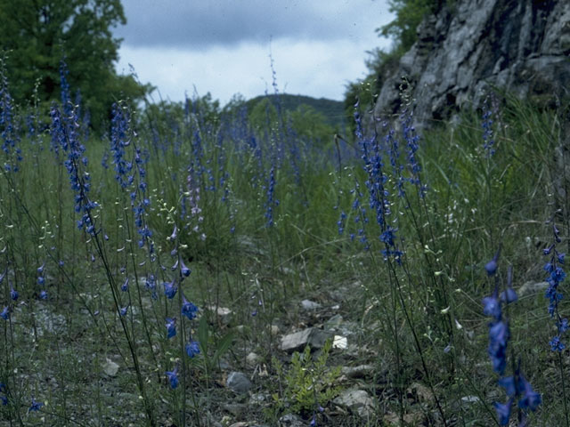 Delphinium carolinianum (Prairie larkspur) #10266