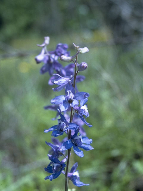 Delphinium carolinianum (Prairie larkspur) #10268